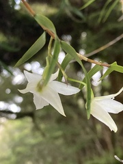 Dendrobium cunninghamii