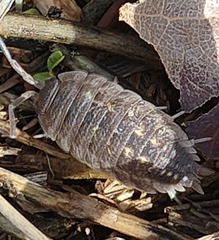 Porcellio ornatus