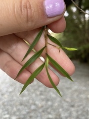 Dendrobium cunninghamii
