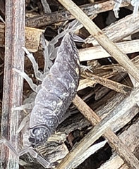Porcellio ornatus