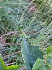 Miomantis caffra