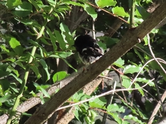 Petroica macrocephala macrocephala