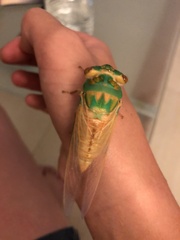 Macrotristria sylvara