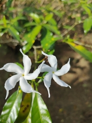 Tabernaemontana orientalis