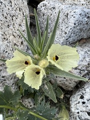 Mohavea confertiflora