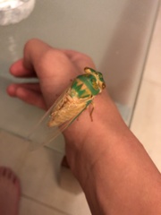 Macrotristria sylvara