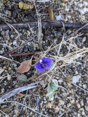 Phacelia