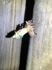 Macrotristria sylvara