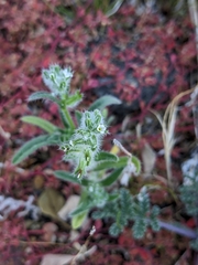 Cryptantha