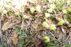 Leptinella pusilla