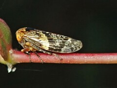 Eurymeloides adspersa