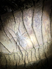 Pandercetes gracilis