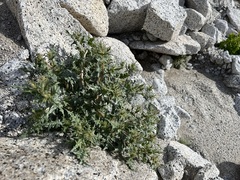 Mentzelia hirsutissima