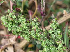 Chenopodium acuminatum