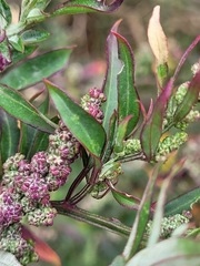 Chenopodium acuminatum