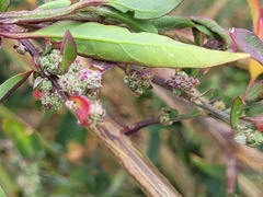 Chenopodium acuminatum