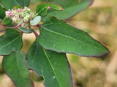 Chenopodium acuminatum