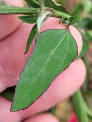 Chenopodium acuminatum