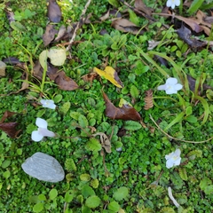 Mazus radicans