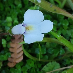 Mazus radicans