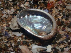 Haliotis coccoradiata