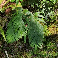 Blechnum colensoi