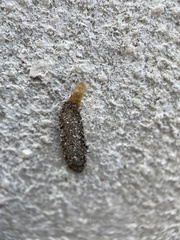 Tineinae