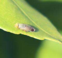 Austrotephritis trupanea