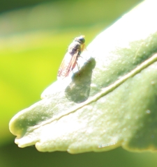 Austrotephritis trupanea