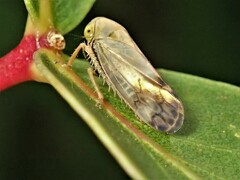Neotartessus flavipes