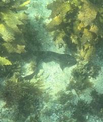 Brachaelurus waddi