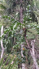 Polyscias amplifolia