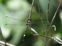 Parasynthemis regina