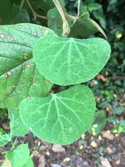 Cissampelos torulosa