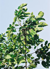 Lannea antiscorbutica