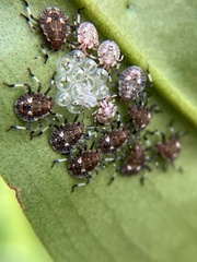 Pentatomidae