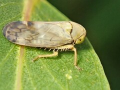 Neotartessus flavipes