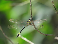 Parasynthemis regina