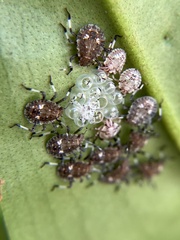 Pentatomidae
