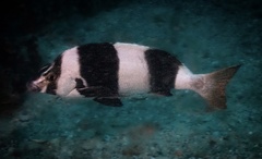 Pseudogoniistius nigripes