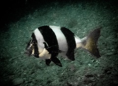 Pseudogoniistius nigripes