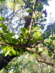 Ehretia rigida