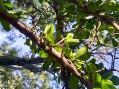 Ehretia rigida