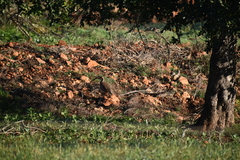 Alectoris rufa intercedens