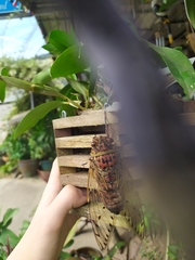 Megapomponia pendleburyi