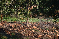 Alectoris rufa intercedens