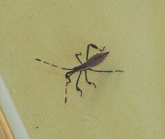 Gelonus tasmanicus