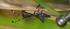 Gelonus tasmanicus