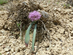 Allium brachyscapum