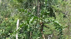 Polyscias amplifolia
